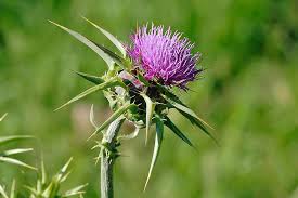 Thistle - Wikipedia